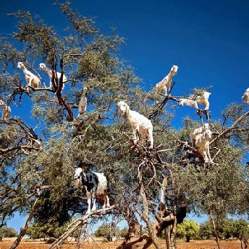 Extraña vista de cabras de pie en lo alto de un árbol