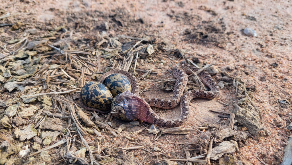 Un terrible secret révélé : un serpent se transforme en montgolfière après avoir récupéré un œuf géant